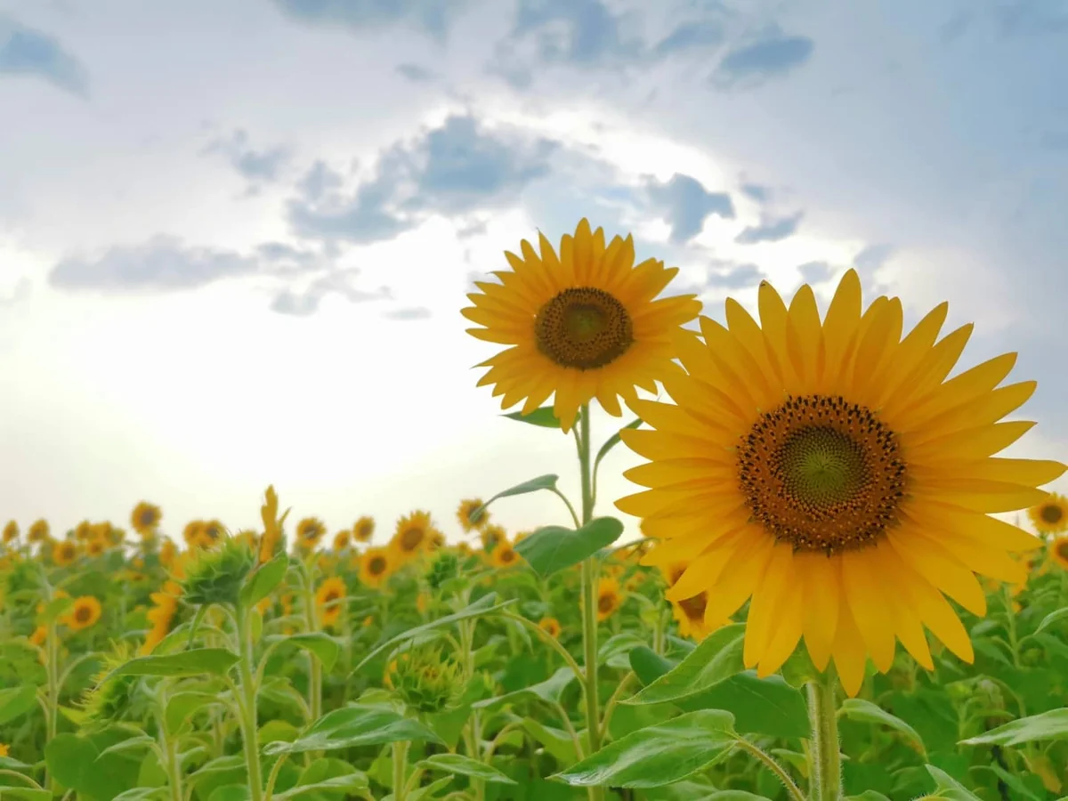 投稿写真：ひまわりの丘購入