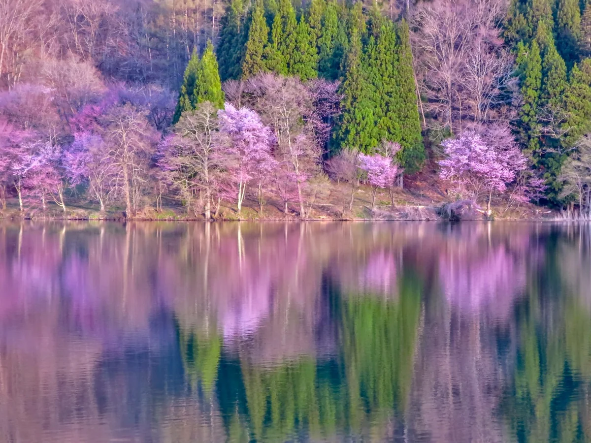 投稿写真：湖畔に咲く桜のリフレクション
