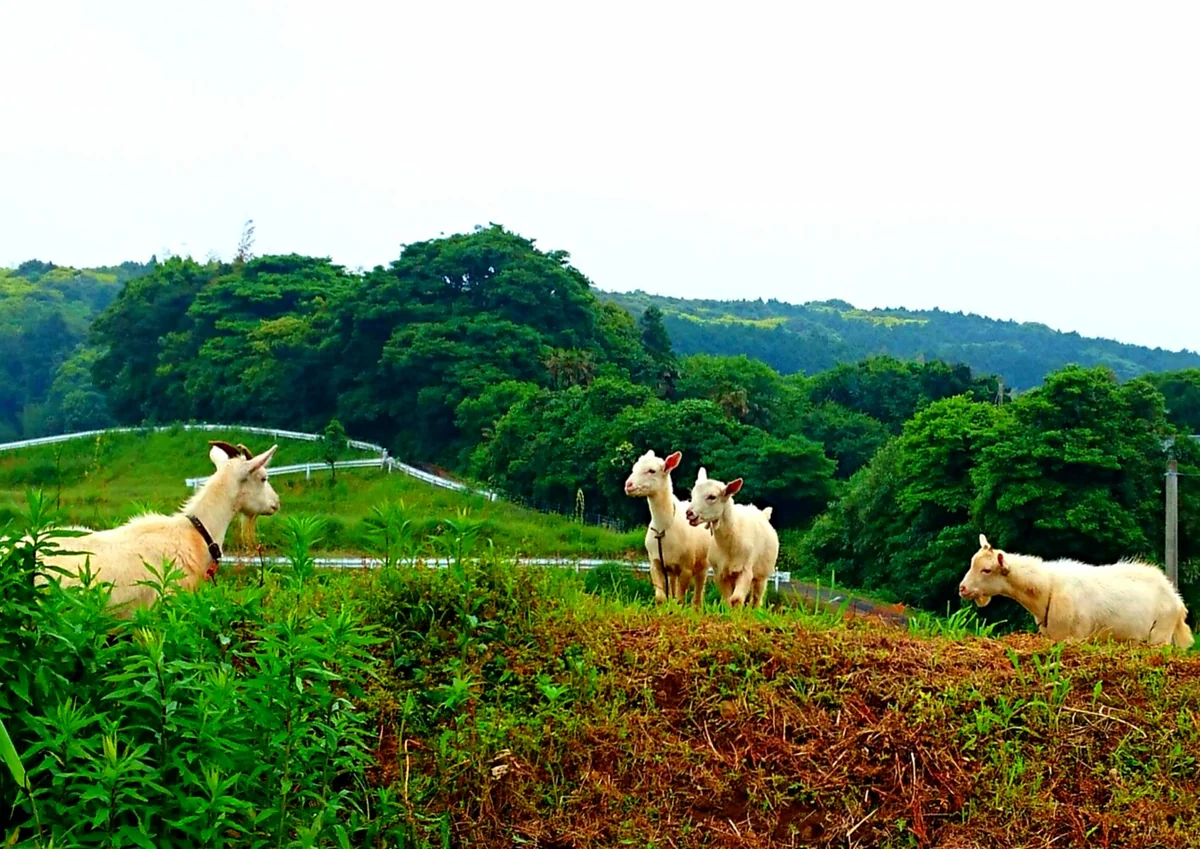 投稿写真：ヤギのご家族