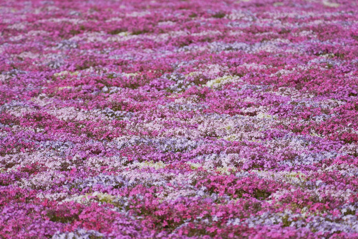 投稿写真：カラフルな芝桜