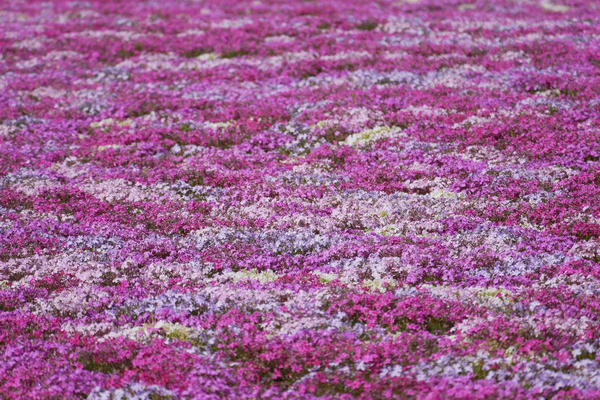 投稿写真：カラフルな芝桜