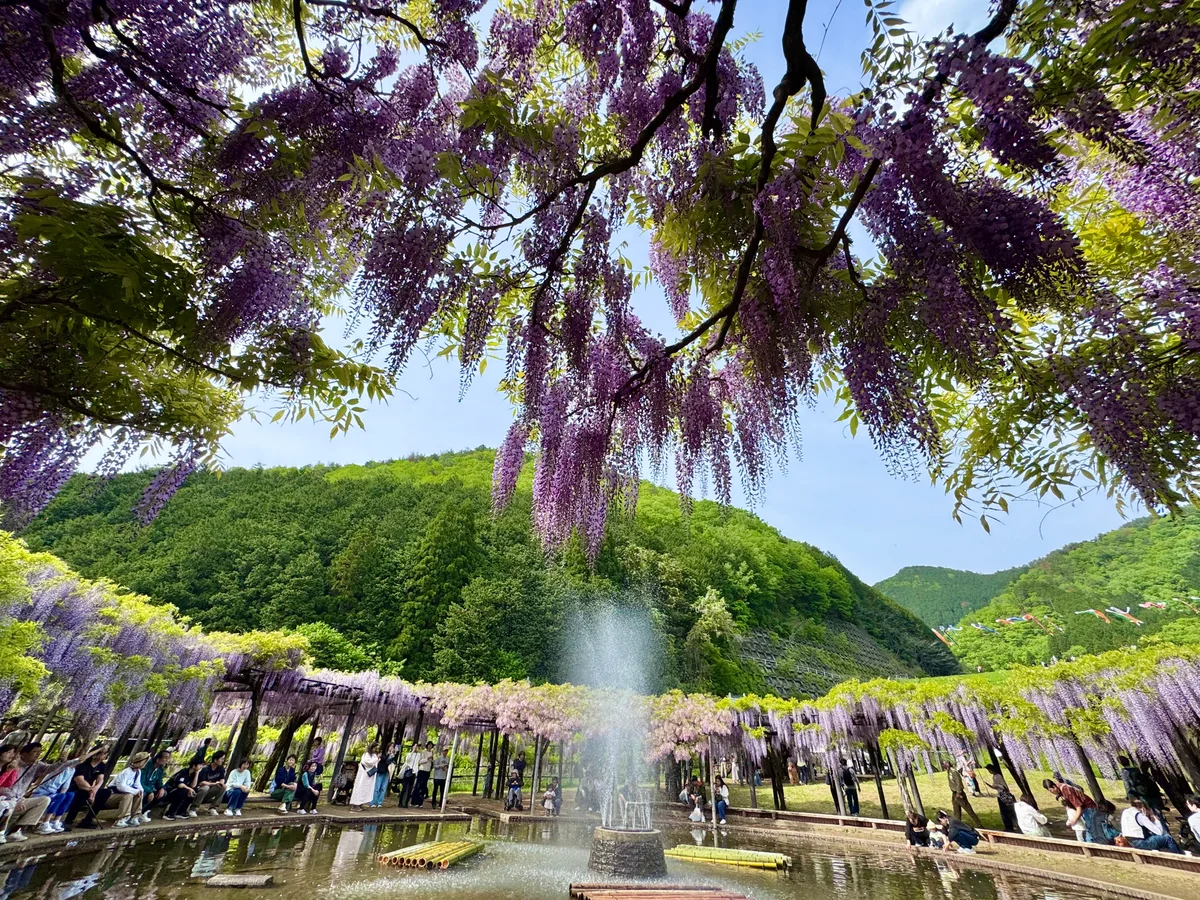 投稿写真：山陰随一の藤回廊〜白井大町藤公園