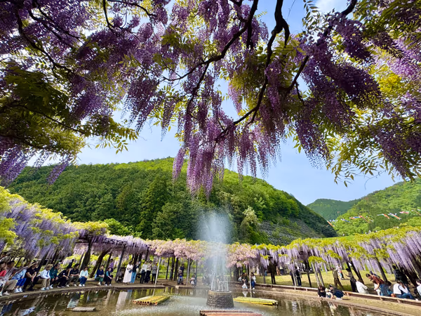 投稿：山陰随一の藤回廊〜白井大町藤公園