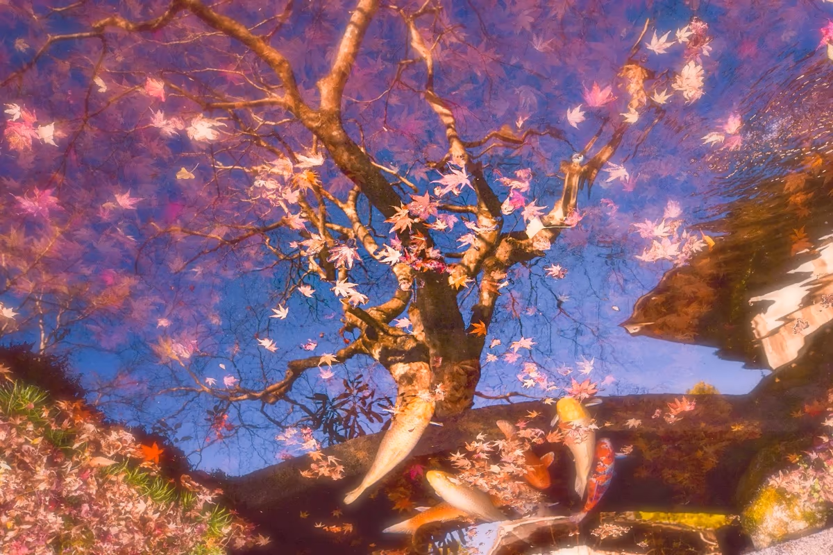 投稿写真：水に映る紅葉