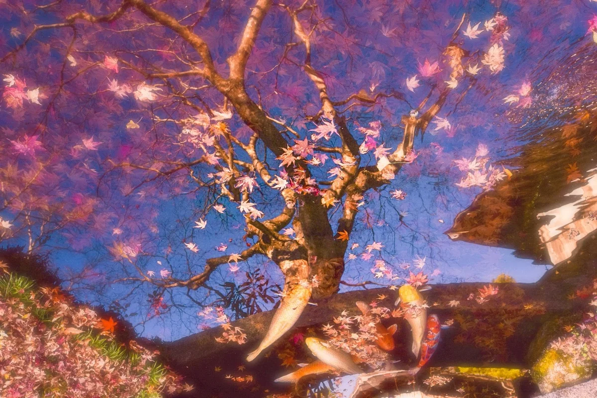 投稿写真：水に映る紅葉