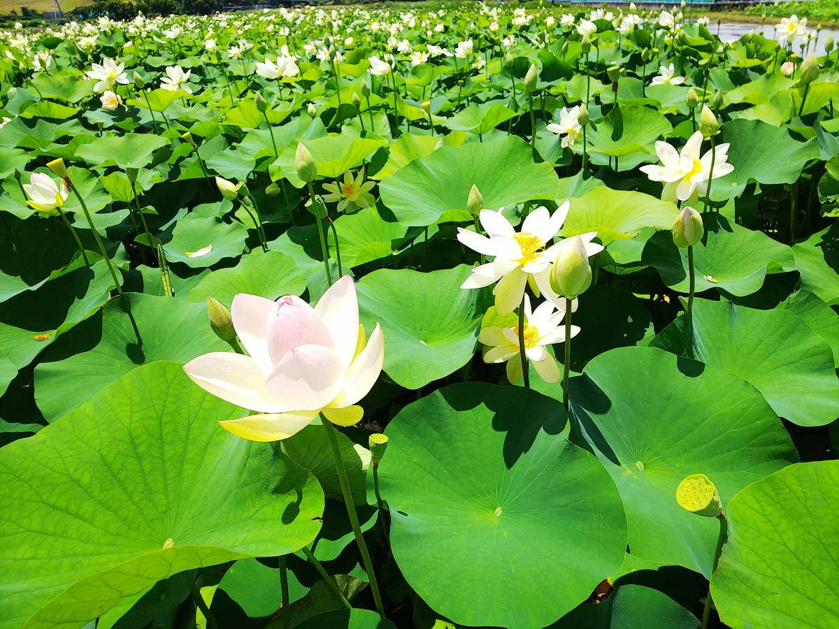 投稿写真：蓮田（梅雨の晴れ間にて）