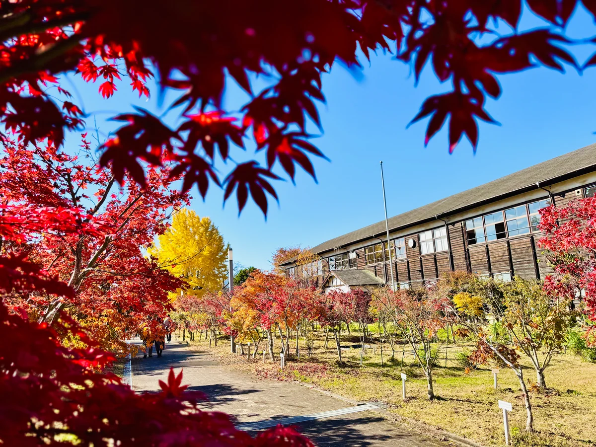 投稿写真：日本一の紅葉スポット🍁カエデの郷ひらら