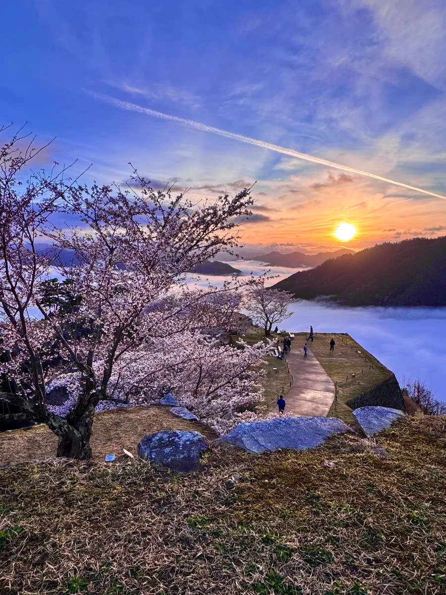 投稿写真：朝日と桜と雲海と