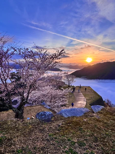 投稿：朝日と桜と雲海と