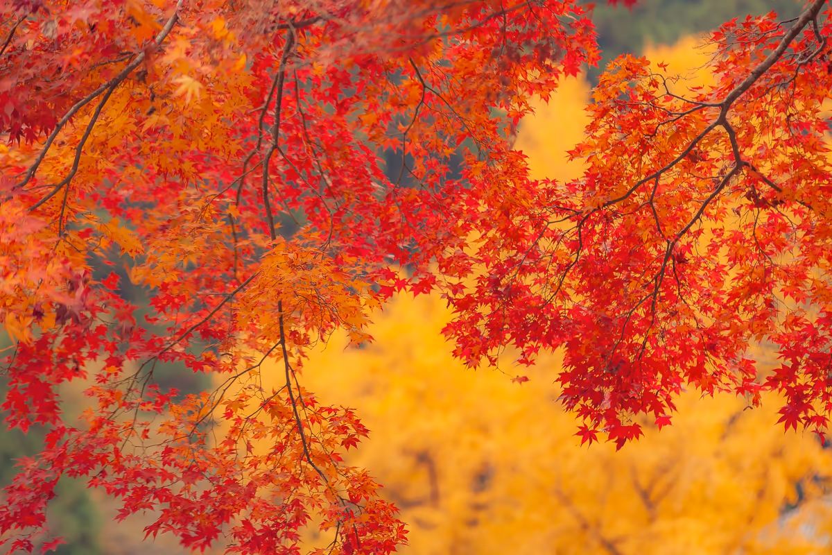 投稿写真：紅葉