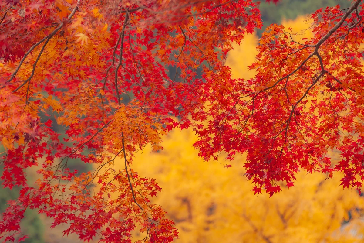 投稿写真：紅葉