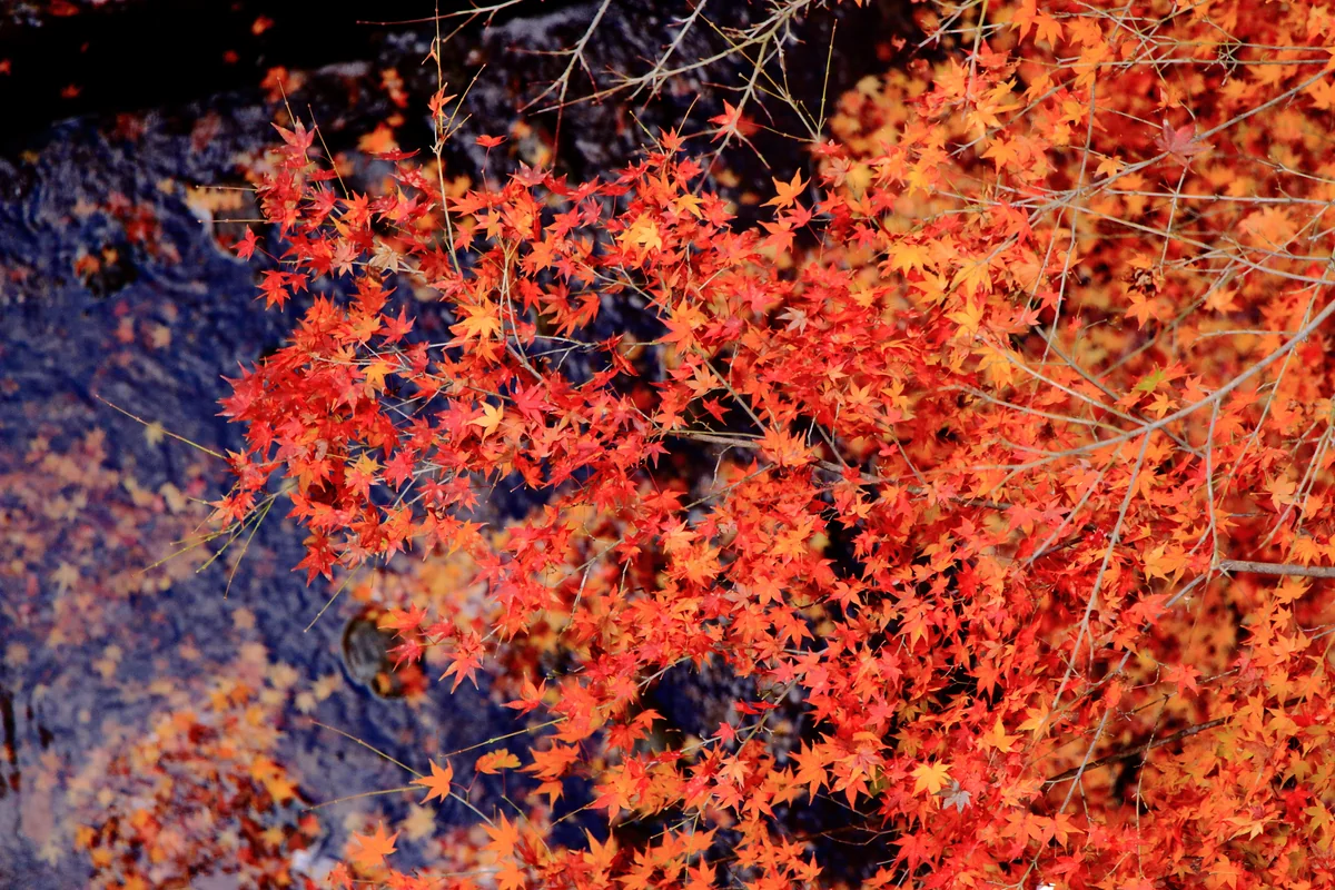投稿写真：東福寺のもみじ