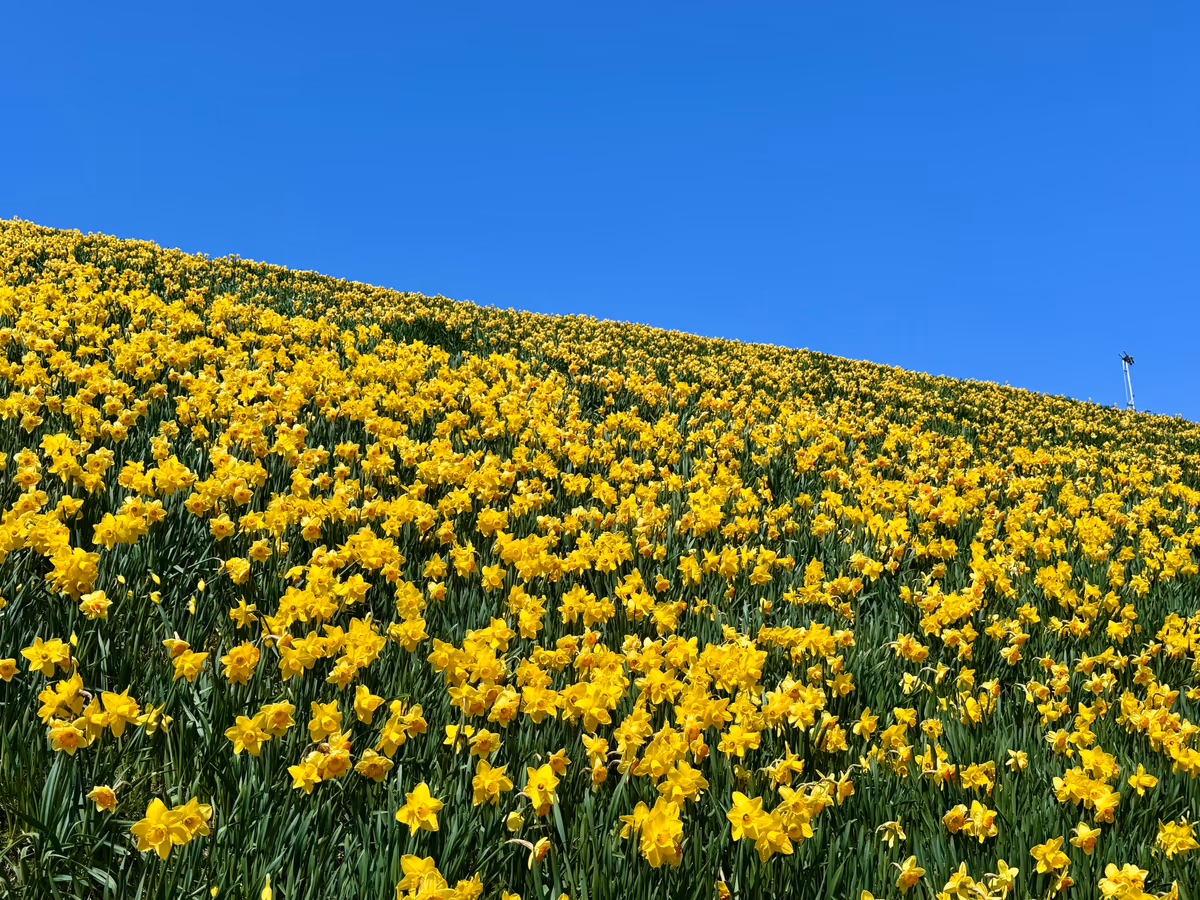 投稿写真：山の斜面一面黄色の世界