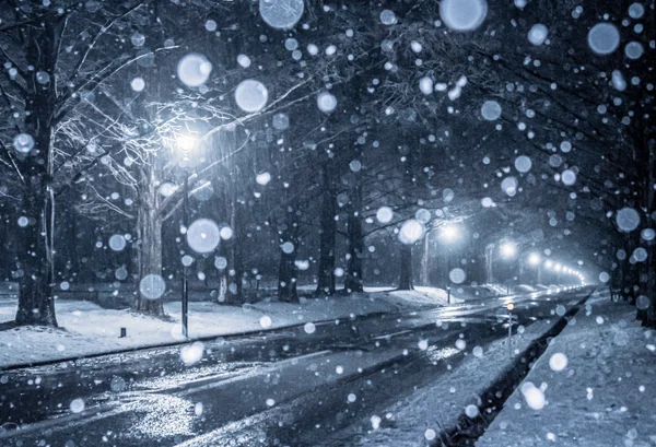 投稿：新・メタセコイア並木スノーナイトロード