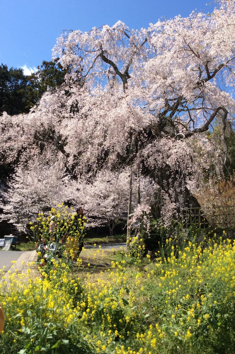 投稿写真：枝垂れ桜