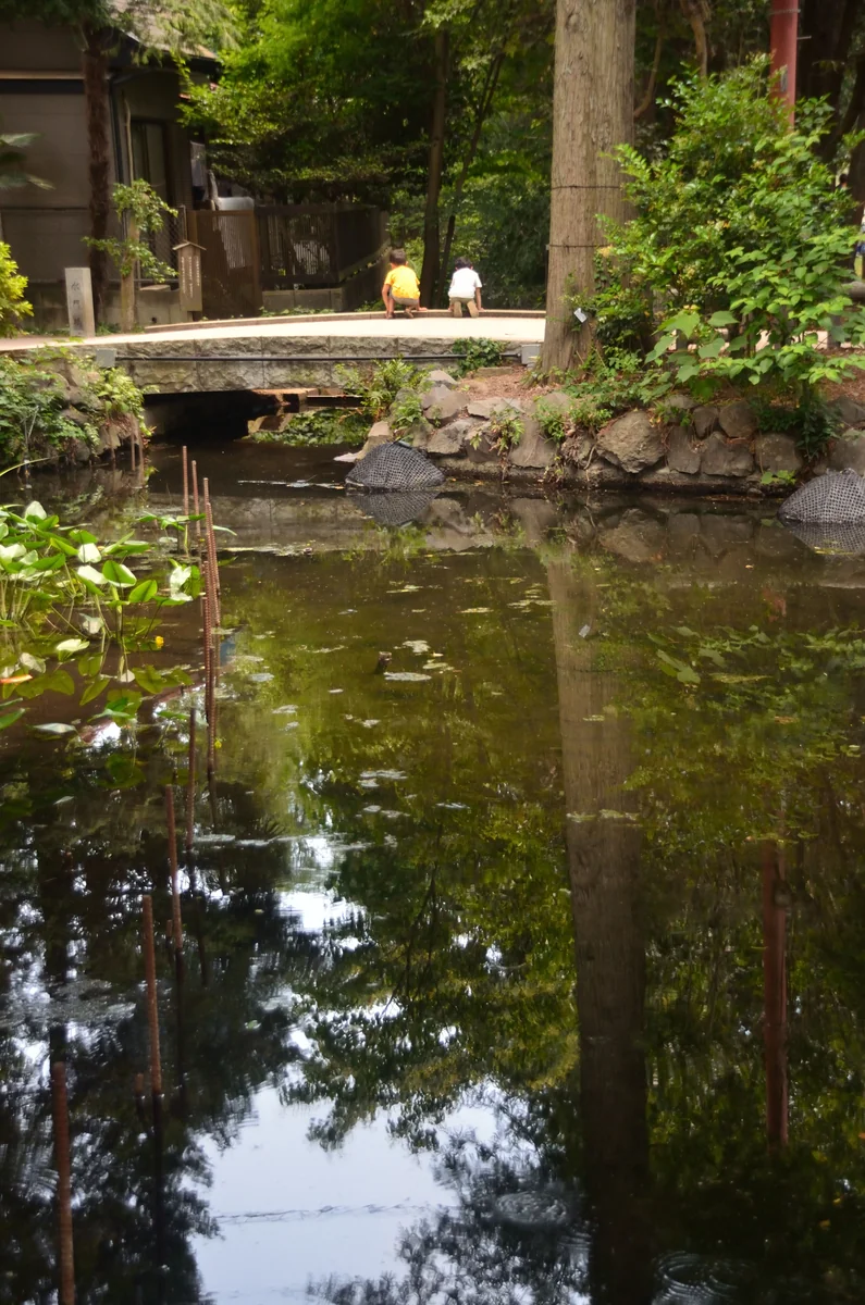投稿写真：神田川源流