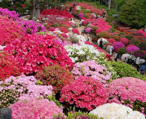 投稿：根津神社のつつじ。Azalea @Nezu Shrine