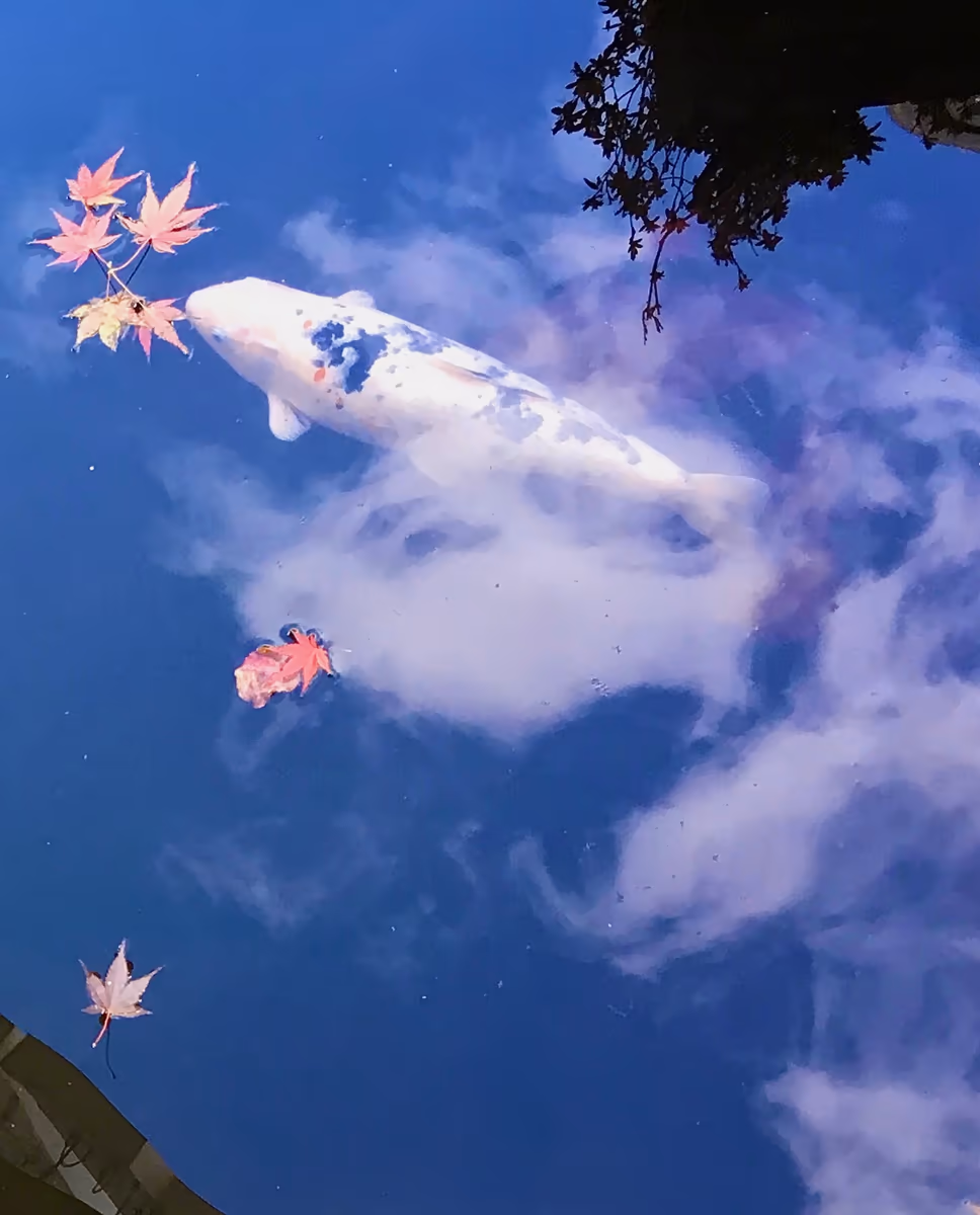 投稿写真：雲の中を遊泳！？