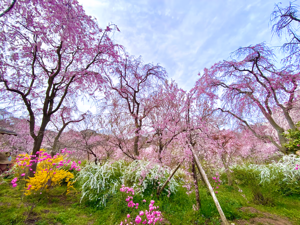 投稿写真：春色京都🌸秘密の花園