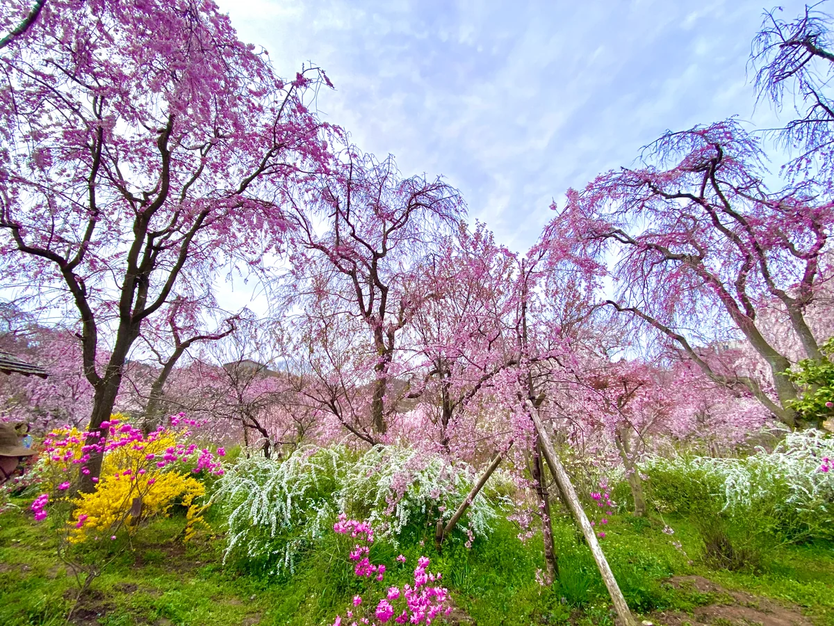投稿写真：春色京都🌸秘密の花園