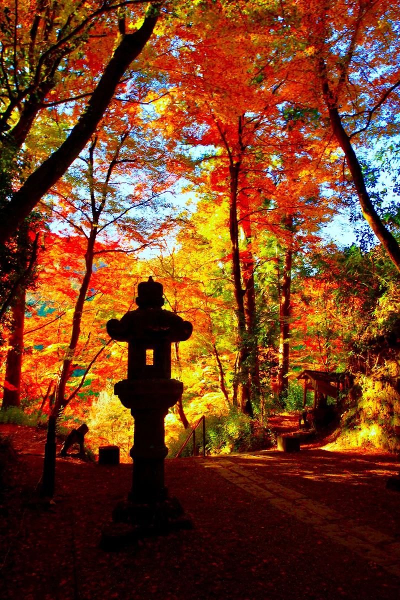 投稿写真：香嵐渓の紅葉美