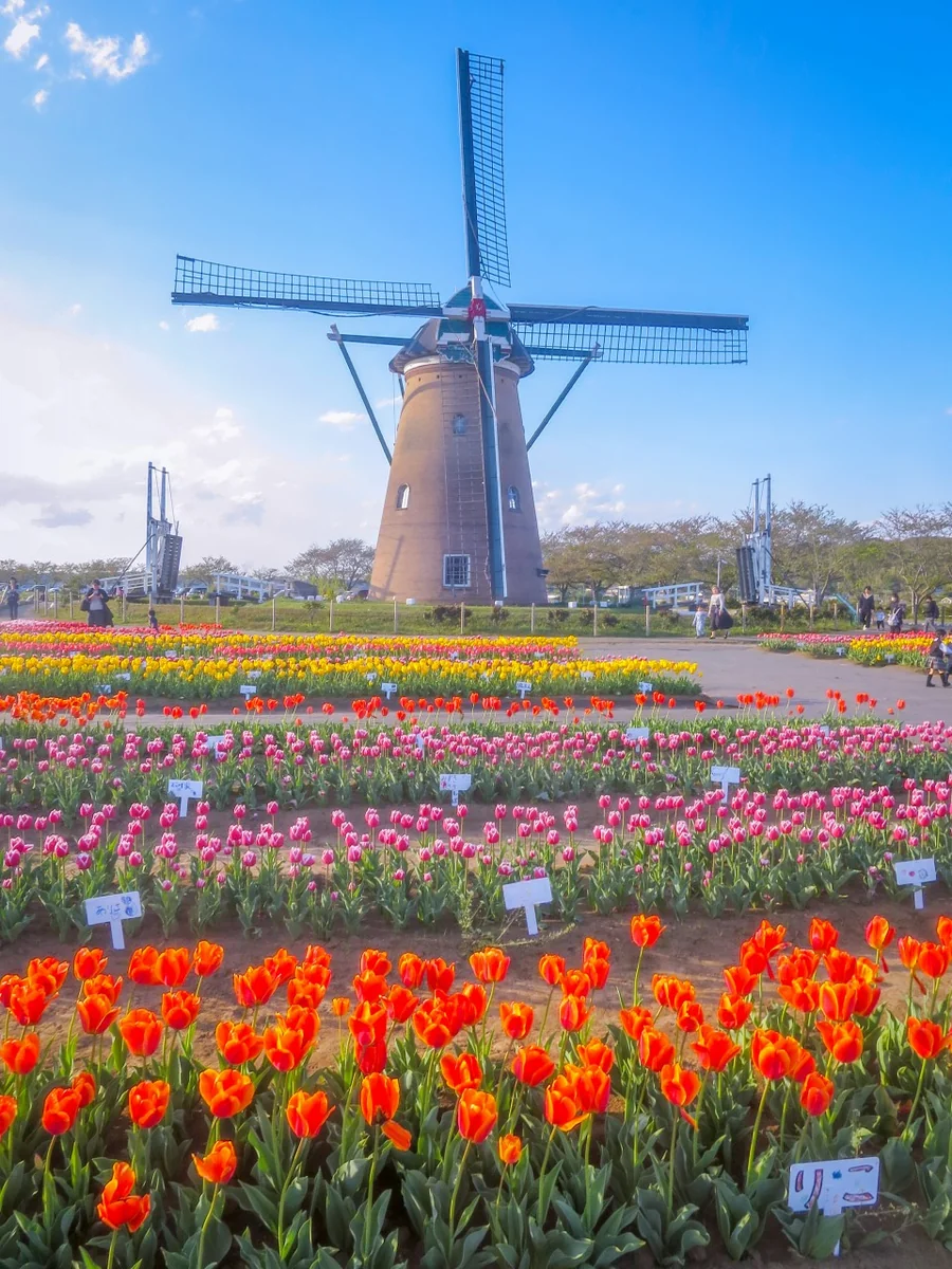 投稿写真：チューリップと風車