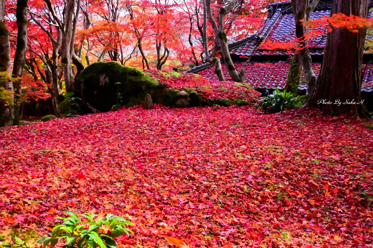 投稿写真：赤の絨毯