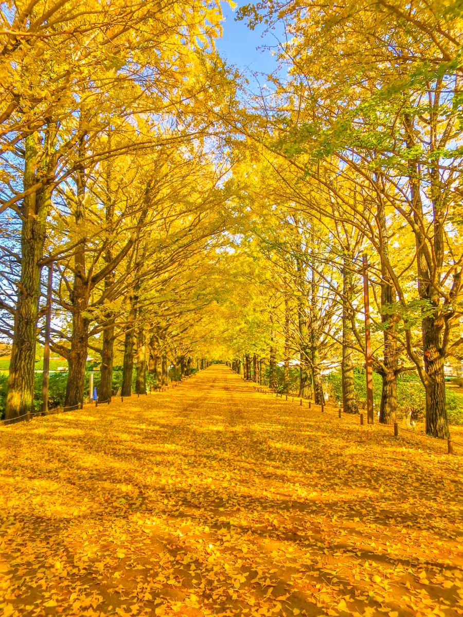 投稿写真：イチョウ並木の黄葉と黄金の絨毯