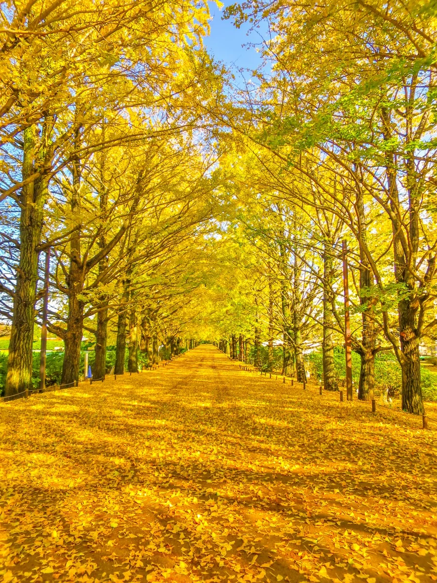 投稿写真：イチョウ並木の黄葉と黄金の絨毯