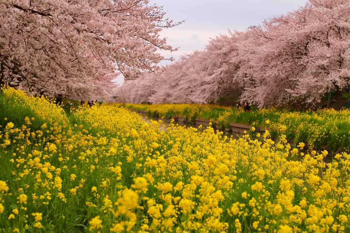 投稿写真：新河岸川の桜と菜の花