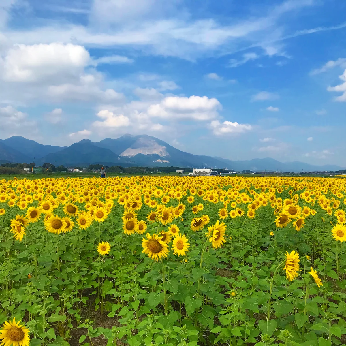 投稿写真：秋の向日葵