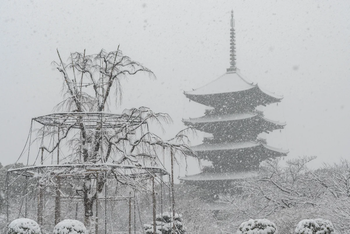 投稿写真：雪舞う東寺