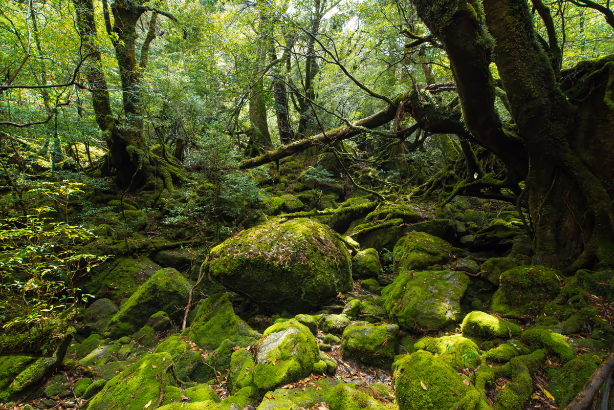 投稿写真：屋久島　苔むす森