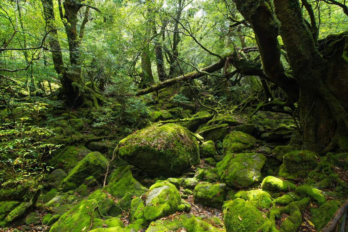 投稿写真：屋久島　苔むす森