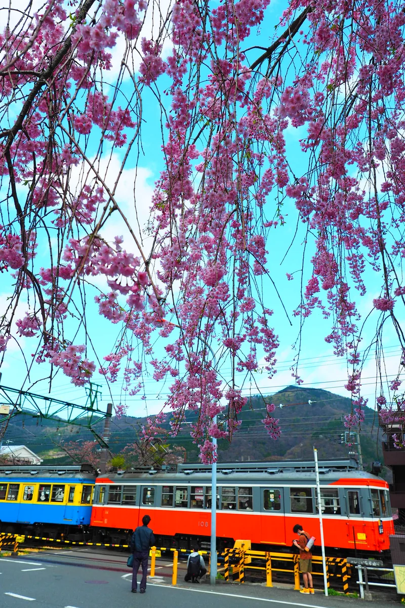 投稿写真：列車の通過待ち