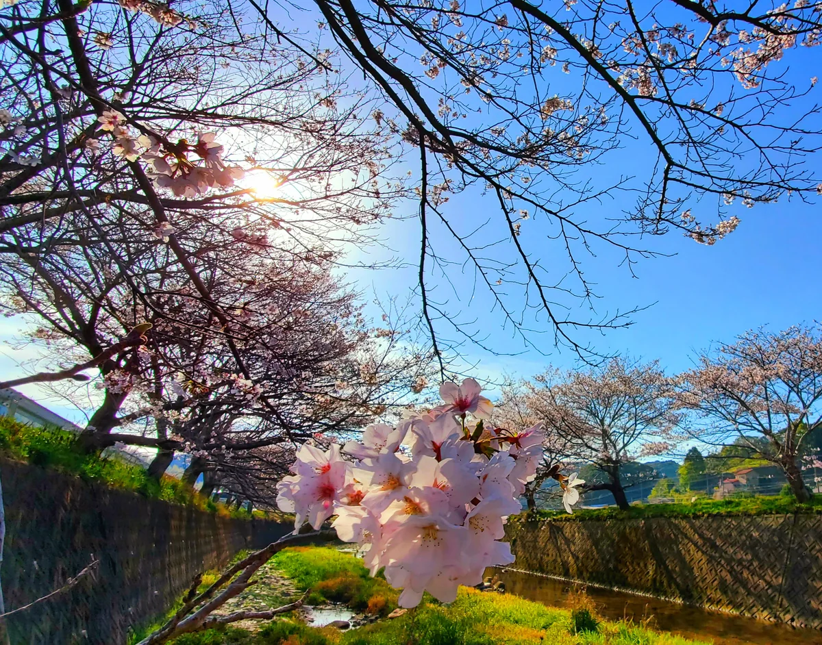 投稿写真：戸根川の桜並木