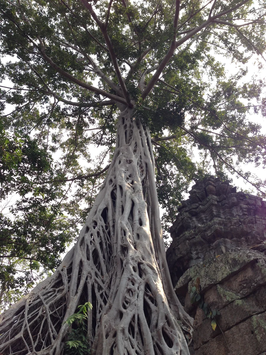 投稿写真：梵天の古老