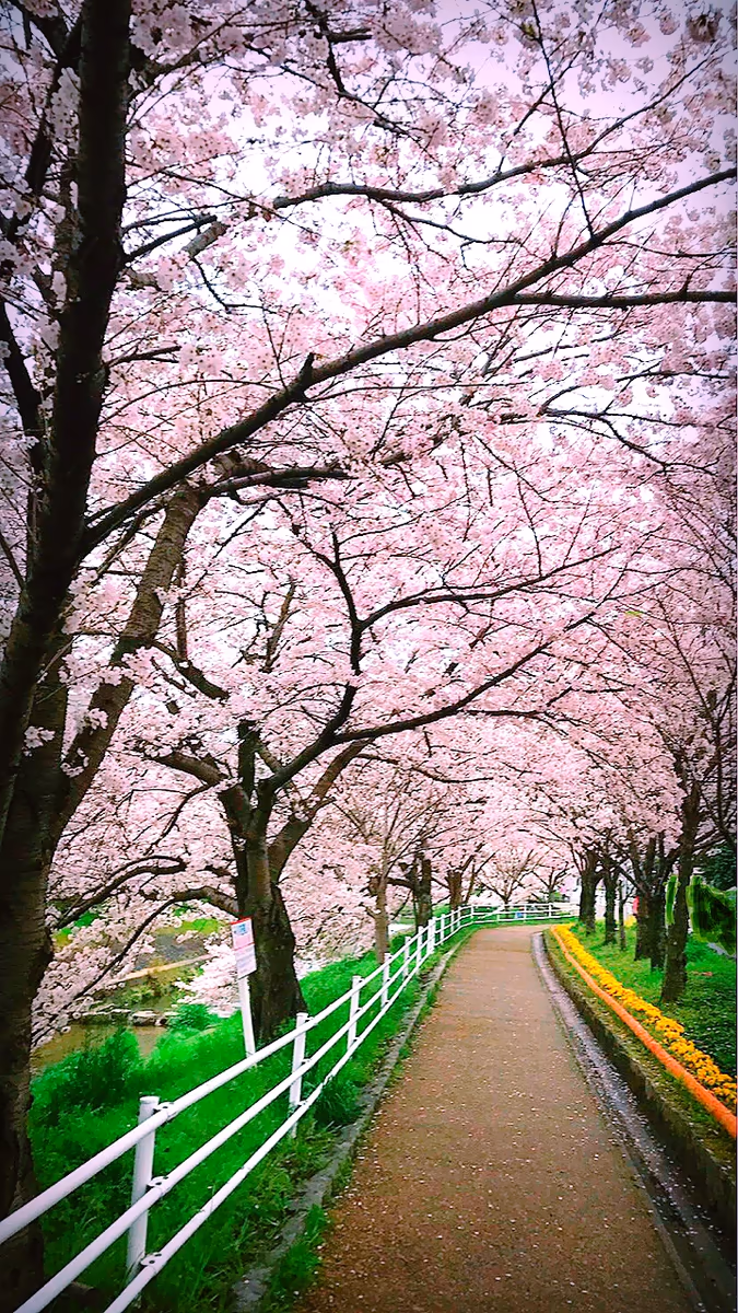 投稿写真：佐保川の桜並木トンネル