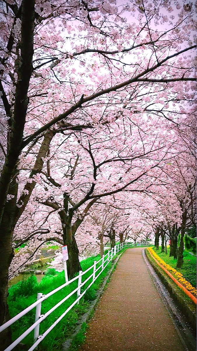 投稿写真：佐保川の桜並木トンネル