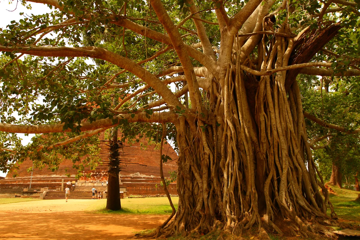 投稿写真：アヌラーダプラ　菩提樹とストゥーパ