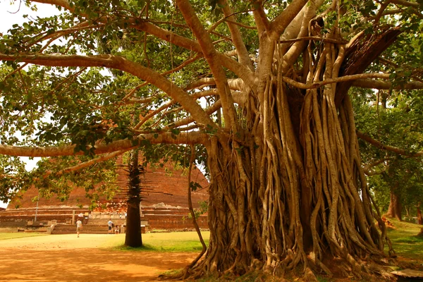 投稿：アヌラーダプラ　菩提樹とストゥーパ