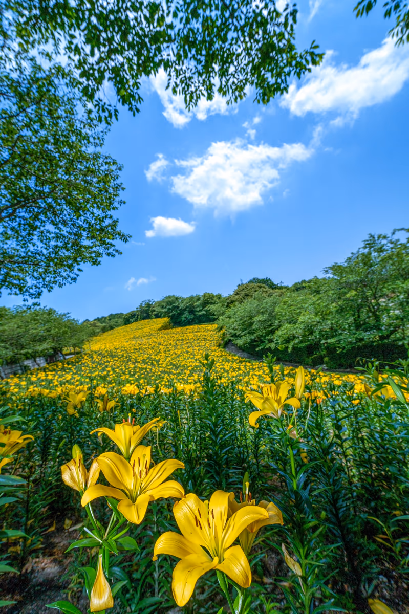 投稿写真：秘密の花園