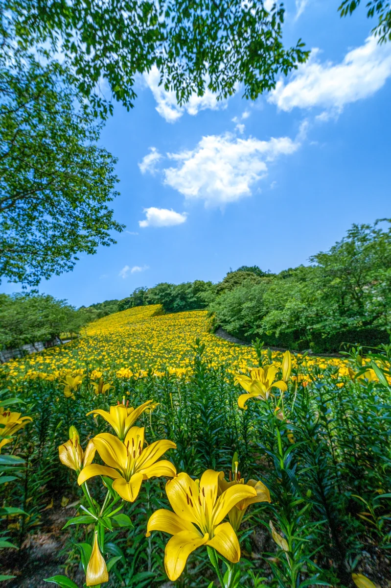 バローズすぎるさんの投稿写真