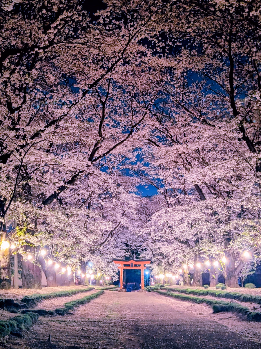 投稿写真：東蕗田天満社 桜の参道