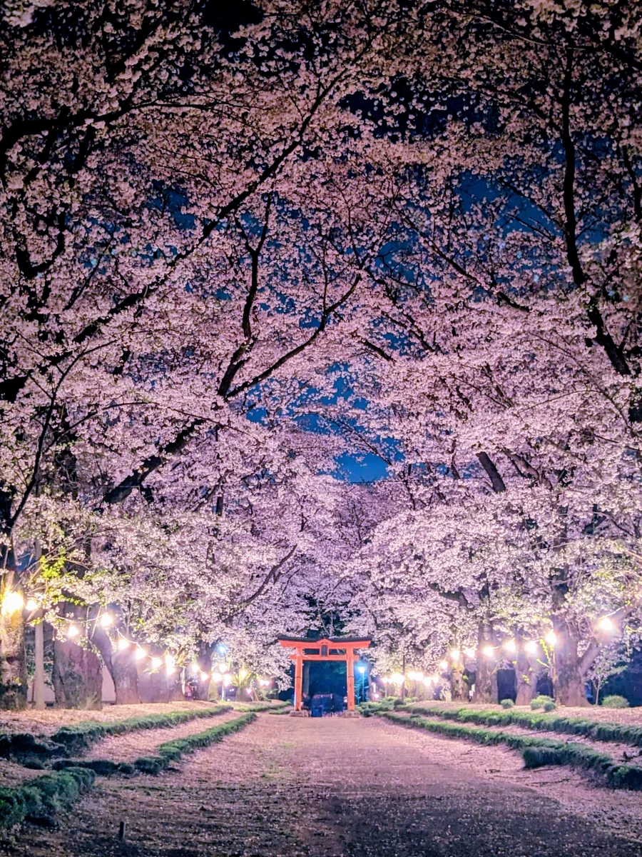 投稿写真：東蕗田天満社 桜の参道