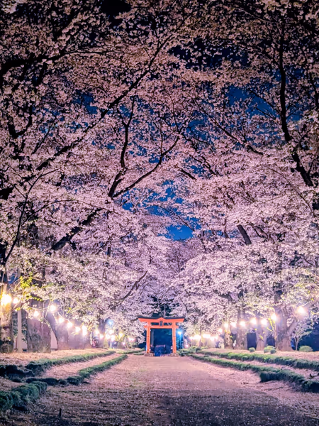 投稿：東蕗田天満社 桜の参道