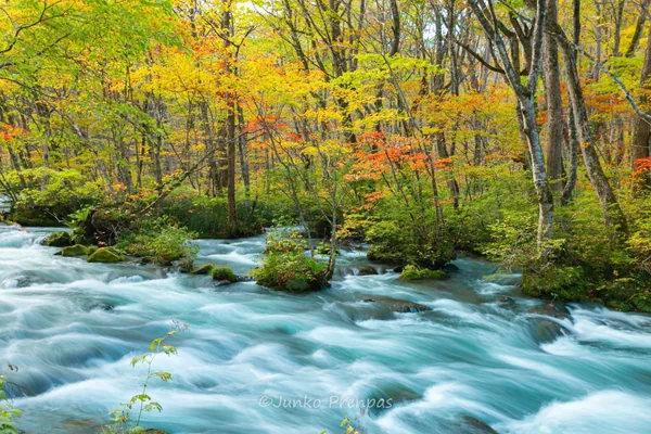 投稿：奥入瀬渓流