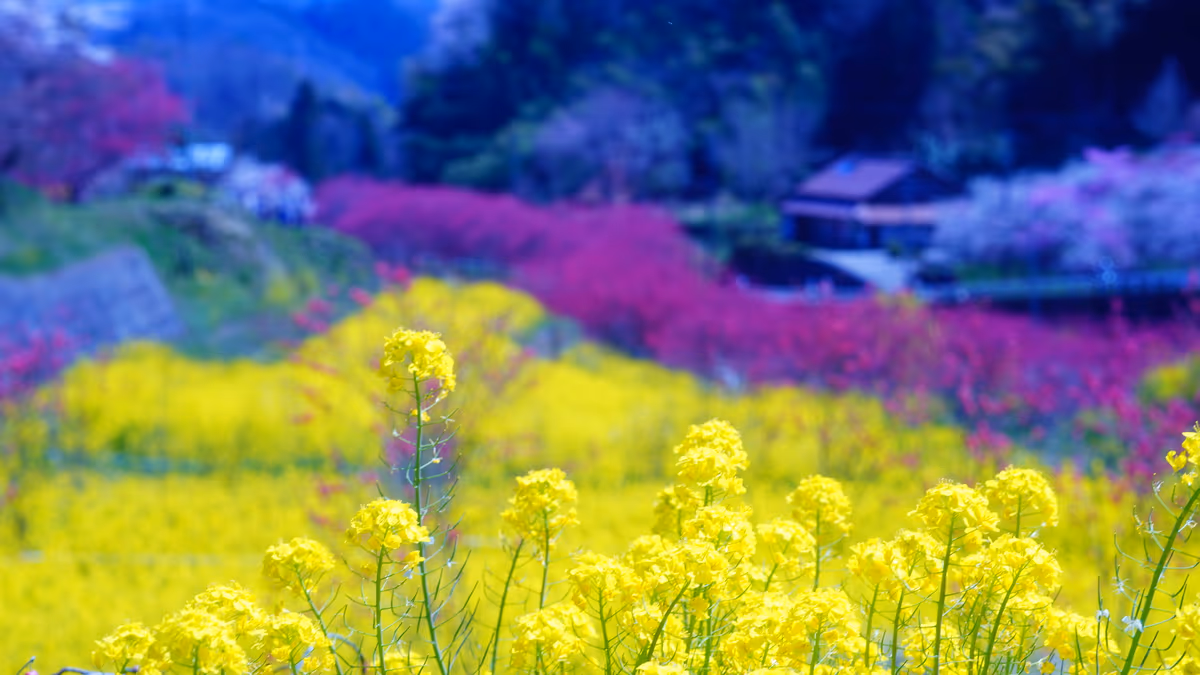投稿写真：川角