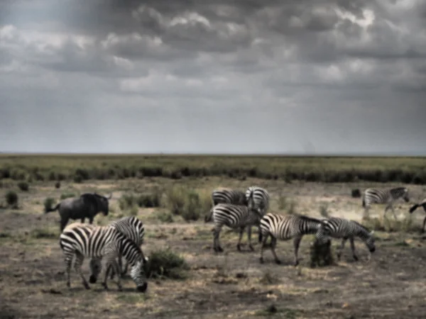 投稿：アンボセリ国立公園