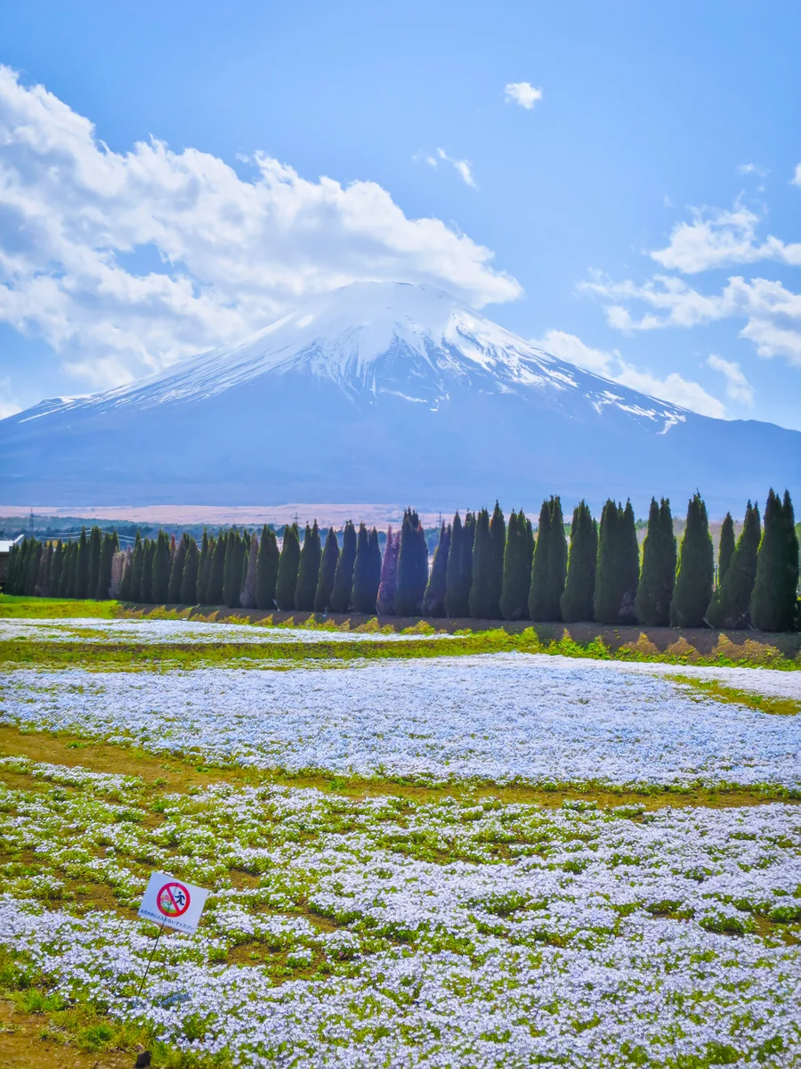 投稿写真：ネモフィラと富士山